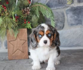 King daniel sale spaniel