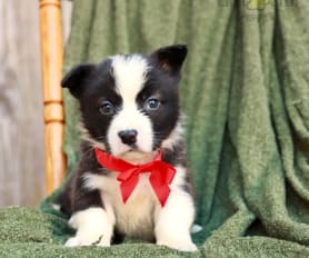 59671 Lancaster Puppies