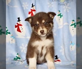 Siberian Husky Puppies for Sale Lancaster Puppies