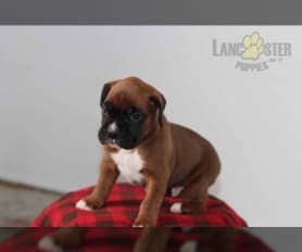60332 Lancaster Puppies