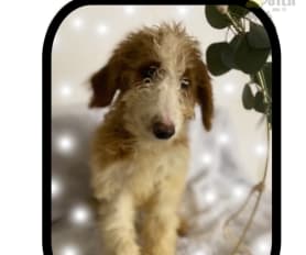 Wire haired goldendoodle hot sale