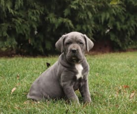 Hudson cane corso shop