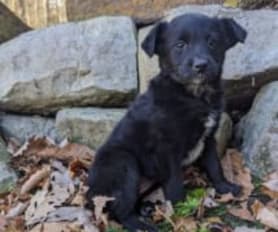 Blue heeler lab mix puppies for sale deals