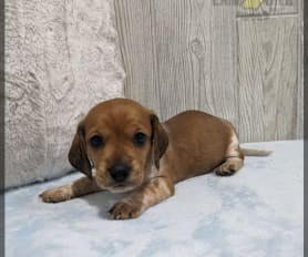61244 Lancaster Puppies