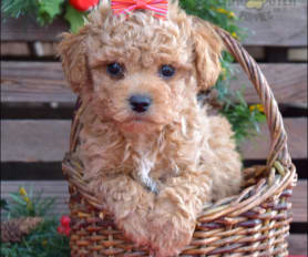 Teacup Toy Poodle Puppies for Sale