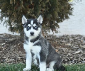 Husky puppies for sale under 500 clearance