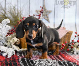 Miniature Dachshund Puppies for Sale