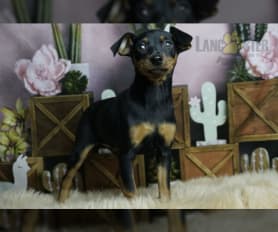 Doberman miniature pinscher for sale hot sale