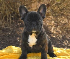 Princeton french bulldog 2025