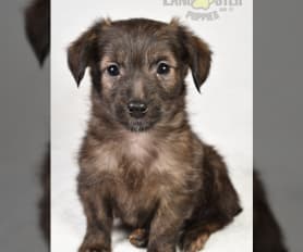 Corgipoo Puppies for Sale Lancaster Puppies