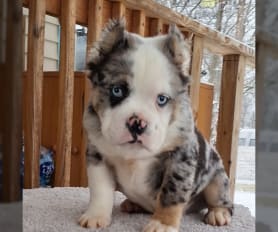 Augie breeders near me clearance