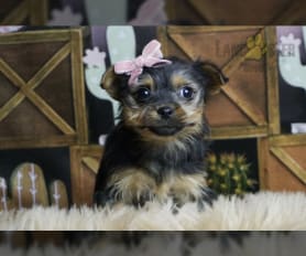 Toy yorkie new arrivals poo for sale