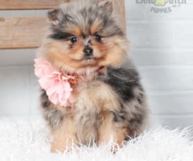 62952 Lancaster Puppies