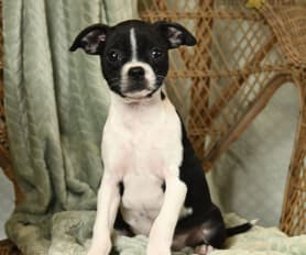 Boston terrier chihuahua mix puppies for sale hotsell