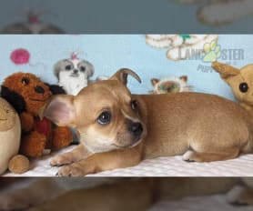 Tiffany chihuahua puppies for sale on sale