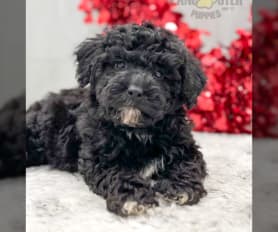 Teddy bear puppies black river falls wi online
