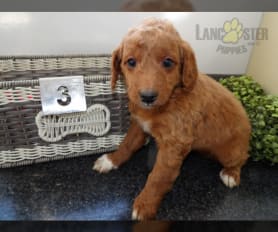Greenfield puppies cheap goldendoodle