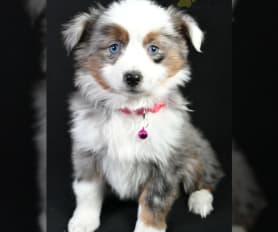 Legends miniature australian shepherds top