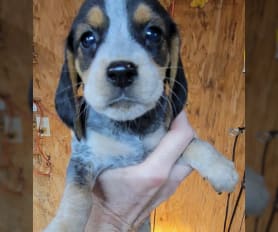 Beagle Puppies for Sale Lancaster Puppies