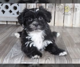 Little puppies online discount