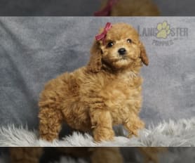 Mini poodles for sale near me online