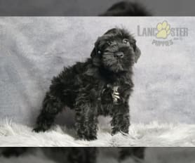 Miniature schnauzer puppies indiana 2025