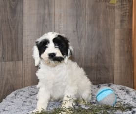 Cavapoo acres cheap