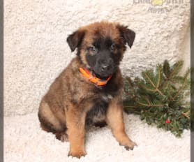 Malinoodle puppies for sale sales