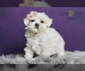 Toy maltese puppies for sale 2025
