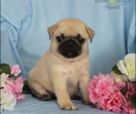 Pug Puppies for Sale Lancaster Puppies