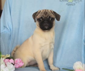 Pug Puppies for Sale Lancaster Puppies