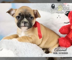 French Bulldog Puppies for Sale Lancaster Puppies