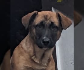 Bullmastiff mix puppies for sale sales