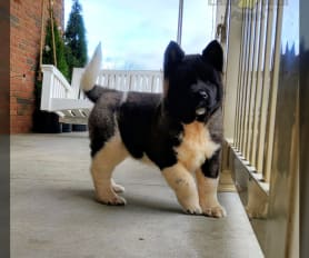 Allen akitas hotsell