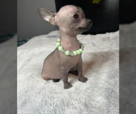 Mexican hairless clearance chihuahua for sale