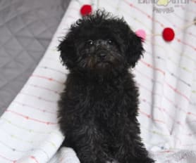 Forest ridge toy poodles deals