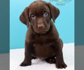 Chocolate labrador puppy for sale deals