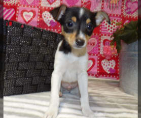 Toy fox terrier olx top