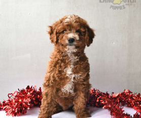 Caramel cavapoo top