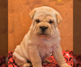 Shar pei pug mix puppies for sale discount