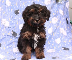 James martin cockapoo discount