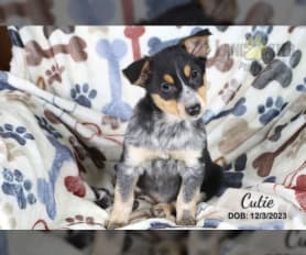 Sheltie discount blue heeler