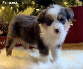 Marvin aussie puppies hot sale