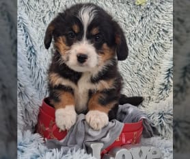 Bernepoo for sale outlet