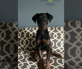 11 week old best sale doberman