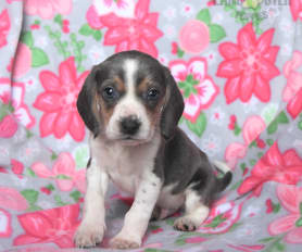 Marcus beagle puppies sales