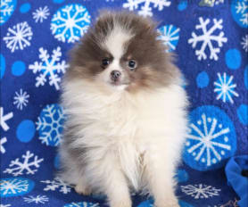 Short hair pomeranian clearance puppies for sale