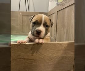American Bully Puppies for Sale Lancaster Puppies