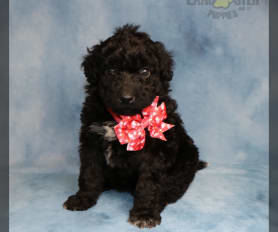 Miniature portuguese water dog for sale cheap