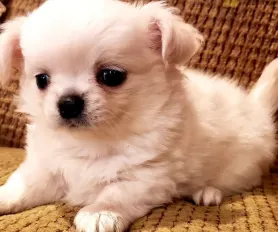 Applehead chihuahua puppies for sale near me sale